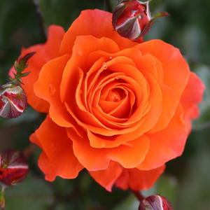 Oranžna - Roza - For You With Love™ - Na spletni nakup vrtnice